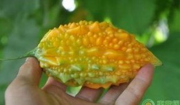 黄金蓝瓜怎么吃,解锁美味新体验