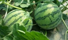 路边吃瓜被判刑