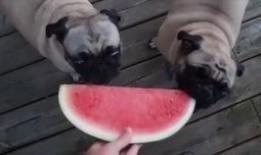 狗狗可吃哈密瓜,揭秘哈密瓜的甜蜜诱惑