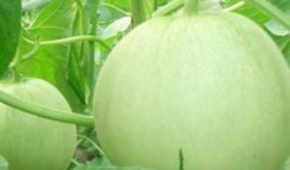 吃田瓜怎么留种,如何科学留种，培育优质新苗