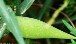 梢瓜怎么吃6,6种创意吃法解锁美味新境界