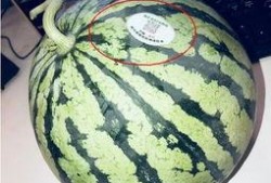 台州温岭网红吃瓜,揭秘台州美食新潮流