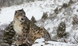 雪豹瓜怎么吃,解锁美味新体验