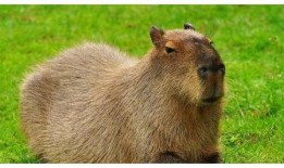 水豚吃瓜视频比赛,萌宠欢乐秀，瓜果飘香时