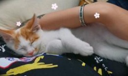 猫可以吃网纹蜜瓜吗,网纹蜜瓜对猫咪的影响与适宜性