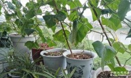 兰职吃瓜,一场别开生面的“吃瓜”盛宴