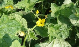 骚瓜可以吃吗,揭秘其食用价值与食用方法