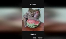 吃瓜大嘴视频,短视频中的娱乐盛宴