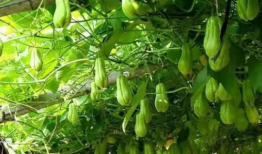 佛手瓜 种子 吃,探索营养与美味的双重享受