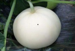 吃梨瓜胖不,吃梨瓜真的会导致发胖吗？