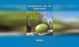 犀牛吃瓜的题目,探寻动物世界的独特饮食习惯