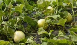 玉瓜这么吃,解锁美味新境界