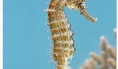 海马吃瓜视频,揭秘海洋生物的趣味食性