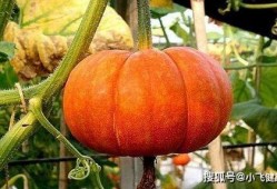 相信科学明了吃瓜,揭秘网络舆论背后的真相