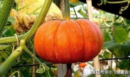 相信科学明了吃瓜,揭秘网络舆论背后的真相