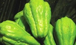 意外获得吃瓜系统,我的生活从此“瓜”意盎然