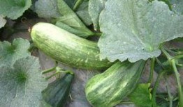 吃瓜可瓜,吃瓜群众眼中的瓜界风云