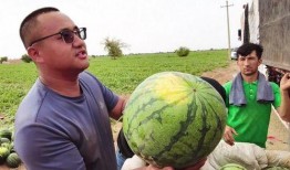 尧沟吃瓜比赛,一场别开生面的吃瓜大赛狂欢记