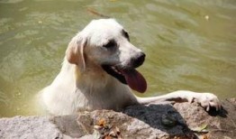 狗狗可吃哈密瓜,揭秘哈密瓜的甜蜜诱惑