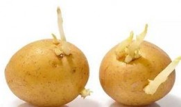 蜜瓜长芽可以吃吗,揭秘安全食用指南