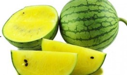 瓜州特色免费吃瓜买特产,免费吃瓜盛宴，畅享特色特产之旅