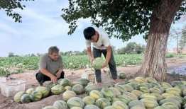 周恺吃瓜,揭秘娱乐圈幕后真相